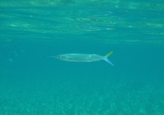 Hemiramphus brasiliensis
