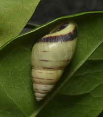 Drymaeus rufolineatus