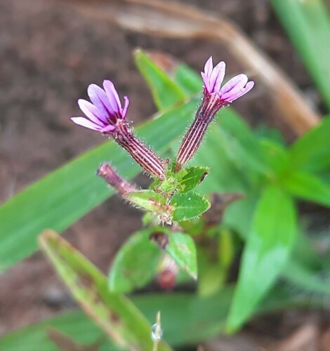 Cuphea micrantha