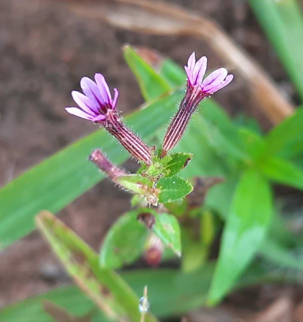 Cuphea micrantha