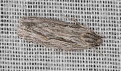 Phylomictis idiotricha