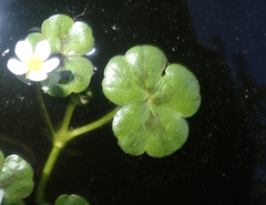 Ranunculus omiophyllus