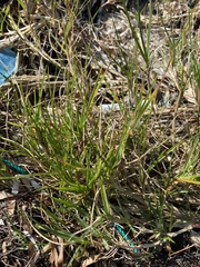 Sporobolus virginicus