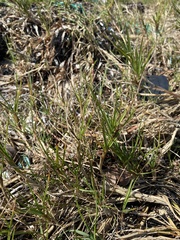 Sporobolus virginicus