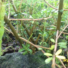 Peperomia leptophylla