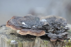 Gloeophyllum trabeum