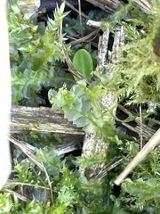 Lophocolea bidentata