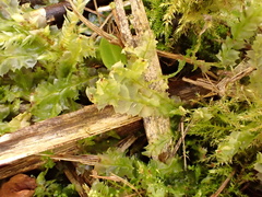 Lophocolea bidentata