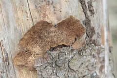 Gloeophyllum trabeum