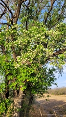 Ehretia anacua