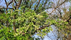 Ehretia anacua