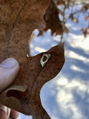 Phyllonorycter basistrigella