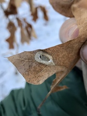 Phyllonorycter basistrigella