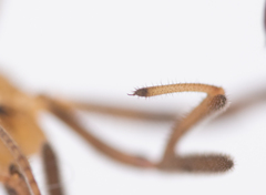 Dicranopalpus pulchellus