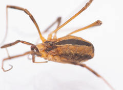 Dicranopalpus pulchellus