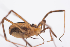 Dicranopalpus pulchellus