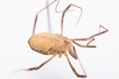 Dicranopalpus pulchellus