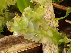 Lophocolea bidentata