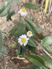 Symphyotrichum moranense
