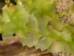 Lophocolea bidentata