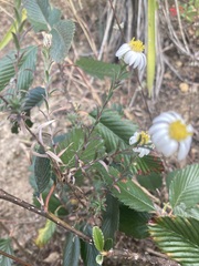 Symphyotrichum moranense