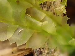 Lophocolea bidentata