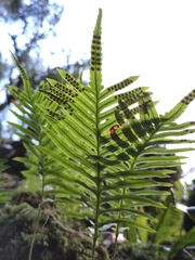 Polypodium cambricum
