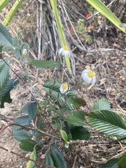 Symphyotrichum moranense