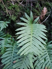 Polypodium cambricum