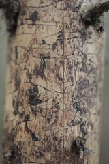 Pityogenes chalcographus