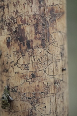 Pityogenes chalcographus