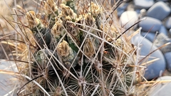 Ancistrocactus scheeri