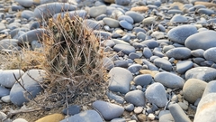 Ancistrocactus scheeri