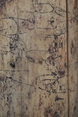 Pityogenes chalcographus