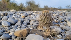 Ancistrocactus scheeri