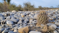 Ancistrocactus scheeri