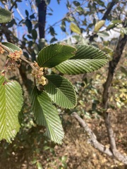 Cercocarpus macrophyllus