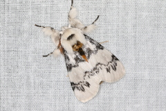 Iropoca rotundata