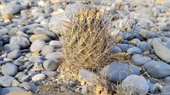 Ancistrocactus scheeri