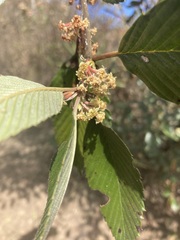 Cercocarpus macrophyllus