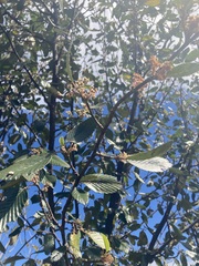 Cercocarpus macrophyllus