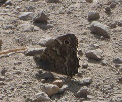 Hipparchia tamadabae