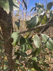 Cercocarpus macrophyllus