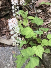 Tiarella