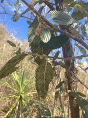 Cercocarpus macrophyllus