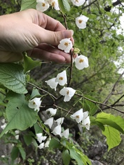 Halesia