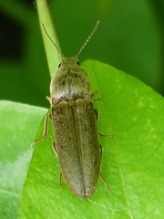 Gambrinus griseus