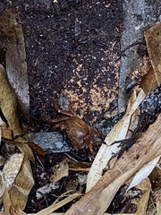 Aratus pisonii