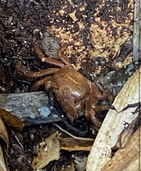 Aratus pisonii