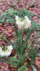 Narcissus tazetta